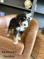 Athena, a female Bernedoodle for sale in Flatwoods, KY – Photo 8 of 9