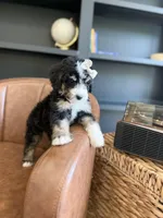Athena, a female Bernedoodle for sale in Flatwoods, KY – Photo 9 of 9