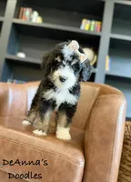Athena, a female Bernedoodle for sale in Flatwoods, KY – Photo 2 of 9