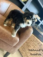 Athena, a female Bernedoodle for sale in Flatwoods, KY – Photo 6 of 9