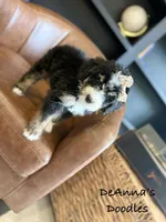 Athena, a female Bernedoodle for sale in Flatwoods, KY – Photo 7 of 9