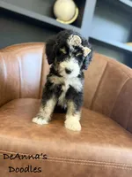 Athena, a female Bernedoodle for sale in Flatwoods, KY – Photo 5 of 9