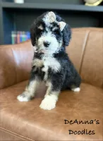 Athena, a female Bernedoodle for sale in Flatwoods, KY – Photo 1 of 9