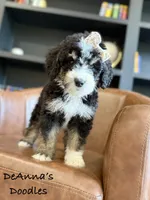 Athena, a female Bernedoodle for sale in Flatwoods, KY – Photo 3 of 9
