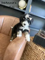 Athena, a female Bernedoodle for sale in Flatwoods, KY – Photo 4 of 9