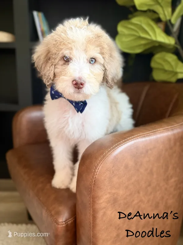 Apollo – Bernedoodle puppy for sale in Flatwoods, KY