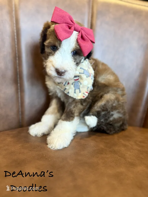 Lemon – Sheepadoodle puppy for sale in Flatwoods, KY
