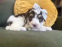 Mia, a female Sheepadoodle for sale in Flatwoods, KY – 5 of 8
