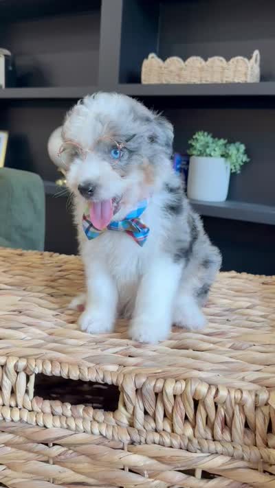 Reed, a male Aussiedoodle and Miniature Aussiedoodle for sale in Flatwoods, KY – 8 of 8