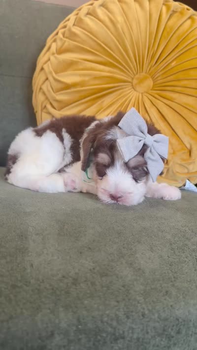 Mia, a female Sheepadoodle for sale in Flatwoods, KY – 8 of 8