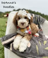 Lemon, a female Sheepadoodle for sale in Flatwoods, KY – 3 of 10