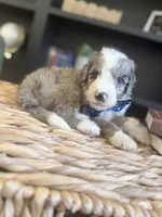 Houstus, a male Sheepadoodle for sale in Flatwoods, KY – 2 of 5