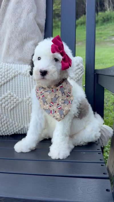 Sprinkle Panda, a female Sheepadoodle for sale in Flatwoods, KY – 3 of 9