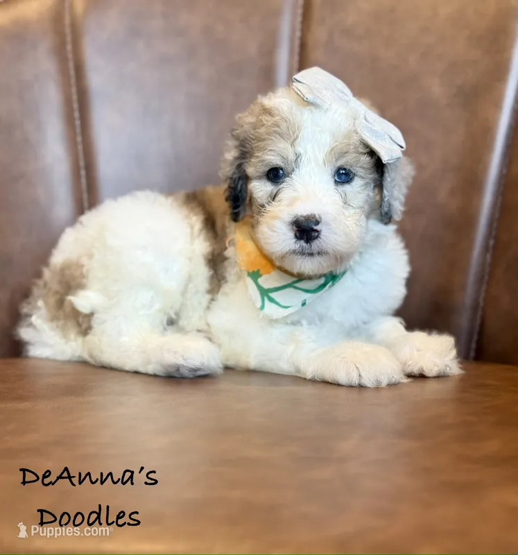 Poopsy – Sheepadoodle puppy for sale in Flatwoods, KY