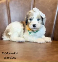 Poopsy, a female Sheepadoodle for sale in Flatwoods, KY – 1 of 4