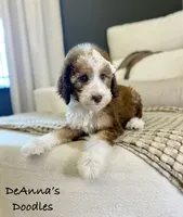 Lemon, a female Sheepadoodle for sale in Flatwoods, KY – 7 of 10