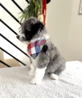 Alvin, a male Miniature Aussiedoodle for sale in Flatwoods, KY – Photo 8 of 10