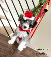 Alvin, a male Miniature Aussiedoodle for sale in Flatwoods, KY – Photo 6 of 10