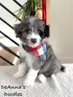 Alvin, a male Miniature Aussiedoodle for sale in Flatwoods, KY – Photo 4 of 10