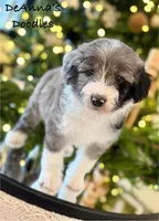 Alvin, a male Miniature Aussiedoodle for sale in Flatwoods, KY – Photo 9 of 10