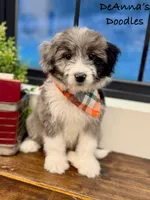 Alvin, a male Miniature Aussiedoodle for sale in Flatwoods, KY – Photo 1 of 10