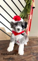 Alvin, a male Miniature Aussiedoodle for sale in Flatwoods, KY – Photo 5 of 10