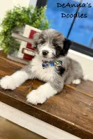 Alvin, a male Miniature Aussiedoodle for sale in Flatwoods, KY – Photo 2 of 10