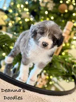 Alvin, a male Miniature Aussiedoodle for sale in Flatwoods, KY – Photo 10 of 10