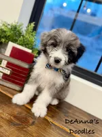 Alvin, a male Miniature Aussiedoodle for sale in Flatwoods, KY – Photo 3 of 10