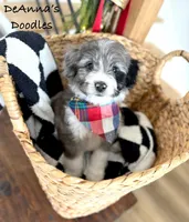 Alvin, a male Miniature Aussiedoodle for sale in Flatwoods, KY – Photo 7 of 10