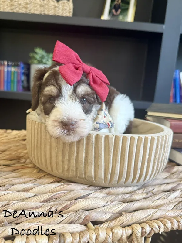 Mia – Sheepadoodle puppy for sale in Flatwoods, KY