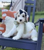 Poopsy, a female Sheepadoodle for sale in Flatwoods, KY – 2 of 10