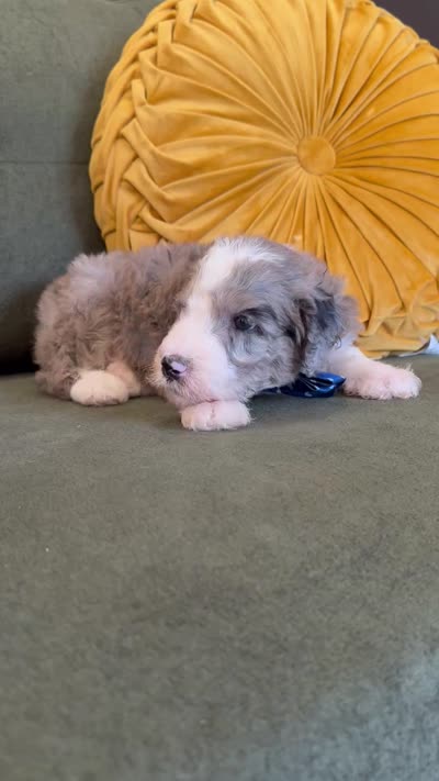 Houstus, a male Sheepadoodle for sale in Flatwoods, KY – 4 of 5