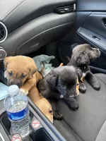 N/A, a male Golden Retriever and Labrador Retriever for sale in Jackson, MS – Photo 2 of 2