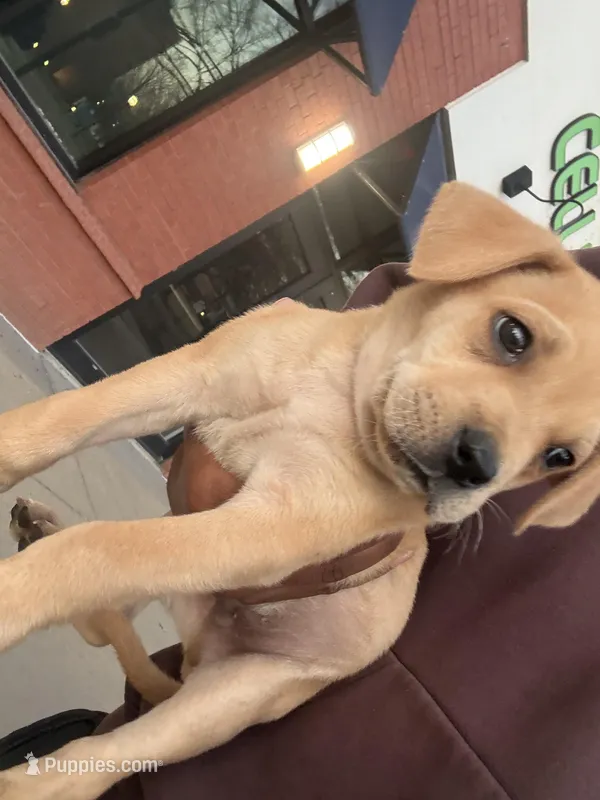 N/A – Golden Retriever, Labrador Retriever puppy for sale in Jackson, MS