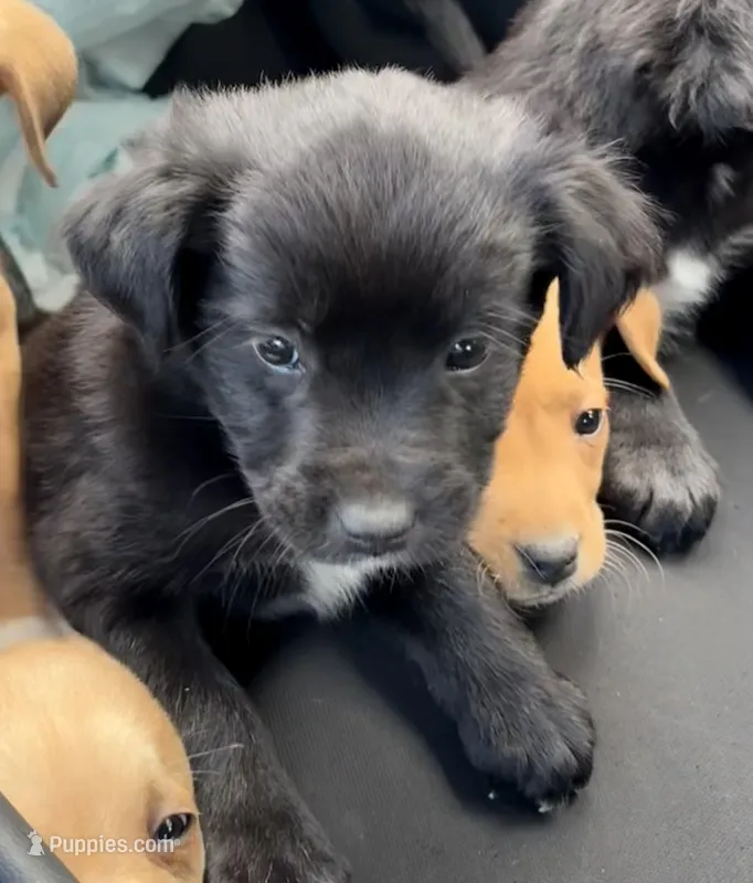 N/A – Golden Retriever, Labrador Retriever puppy for sale in Jackson, MS