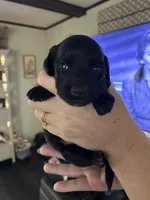 Dachshund #1, a male Miniature Dachshund for sale in Cedar Bluff, AL – 4 of 4