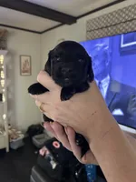 Dachshund #1, a male Miniature Dachshund for sale in Cedar Bluff, AL – 2 of 4