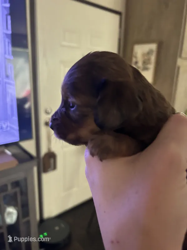Dachshund #1 – Miniature Dachshund puppy for sale in Cedar Bluff, AL
