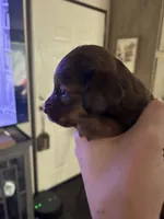 Dachshund #1, a female Miniature Dachshund for sale in Cedar Bluff, AL – 1 of 3