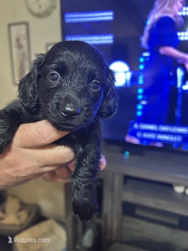 Puppy # 1 – Miniature Dachshund puppy for sale in Cedar Bluff, AL