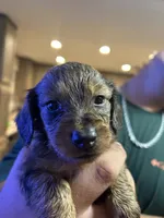 Puppy #3, a female Miniature Dachshund for sale in Cedar Bluff, AL – 3 of 5