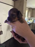 Dachshund #3, a male Miniature Dachshund for sale in Cedar Bluff, AL – 2 of 3
