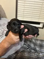Puppy #2, a female Miniature Dachshund for sale in Cedar Bluff, AL – 4 of 4