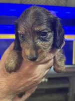 Puppy # 4 , a male Miniature Dachshund for sale in Cedar Bluff, AL – 4 of 4