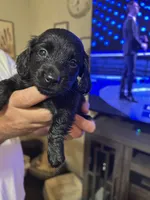 Puppy # 1, a male Miniature Dachshund for sale in Cedar Bluff, AL – 3 of 4