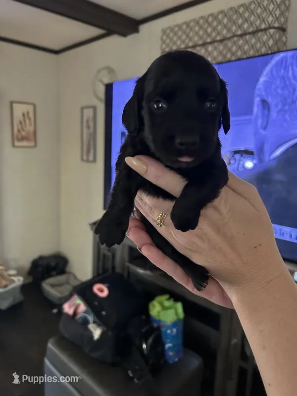 Dachshund #1 – Miniature Dachshund puppy for sale in Cedar Bluff, AL