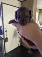 Dachshund #1, a female Miniature Dachshund for sale in Cedar Bluff, AL – 3 of 3