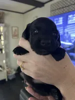 Dachshund #1, a male Miniature Dachshund for sale in Cedar Bluff, AL – 3 of 4