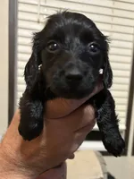 Puppy #2, a female Miniature Dachshund for sale in Cedar Bluff, AL – 2 of 4